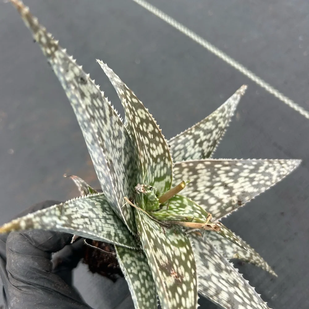N/A comes plant